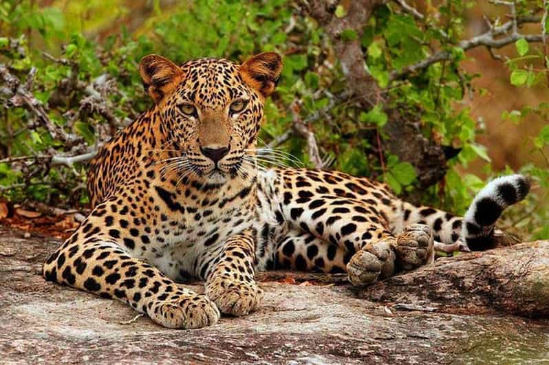 Leopard resting on a rock — Sri Lanka wildlife safari tour